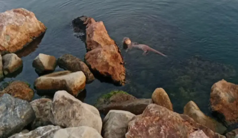 Deniz kıyısında su samuru görüntülendi...