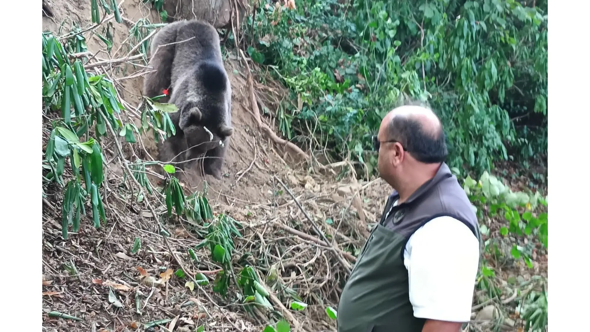 Tuzağa yakalanan ayı ekipler tarafından kurtarıldı