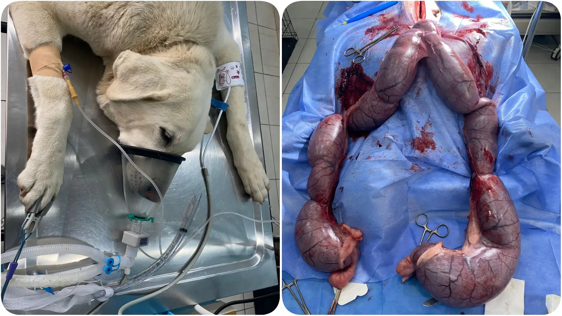 Köpekten 10 Kiloluk İrinli Rahim Çıkarıldı: Pyometra Can Aldı