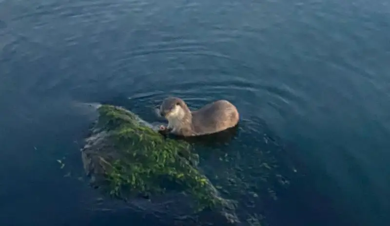 Ereğli’de Su Samurları Vatandaşların Objektifine Yansıdı