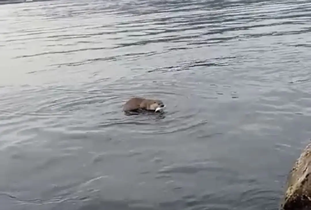 Su Samurundan Usta Hamle: Oltadaki Balığı Kaptı