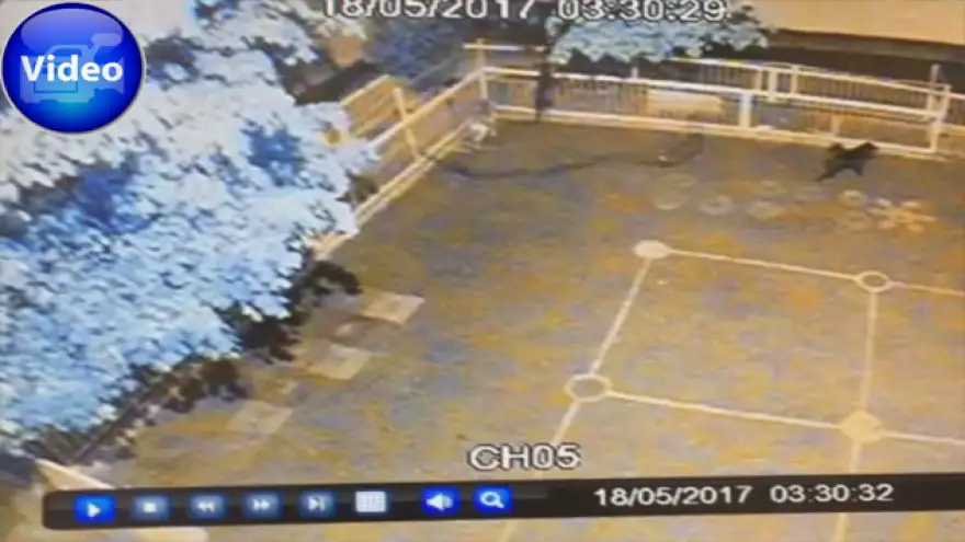 Tavşanlar sabah ölü bulundu