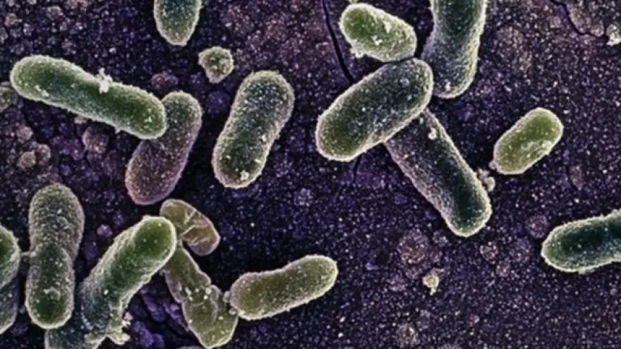 Sıcak havalarda 'Salmonella'ya dikkat!