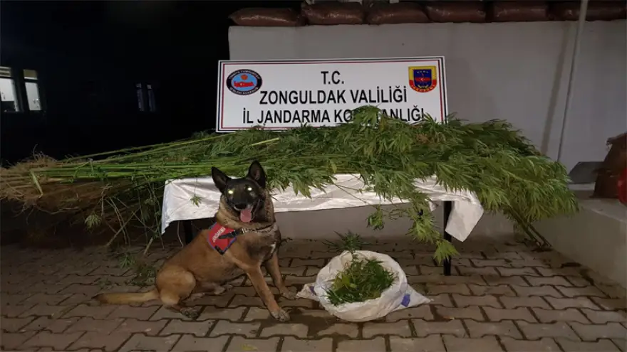 Jandarma uyuşturucu madde ele geçirdi