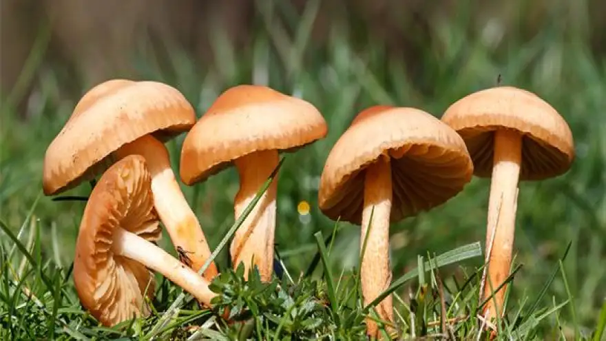 Kirli su ve mantar uyarısı…