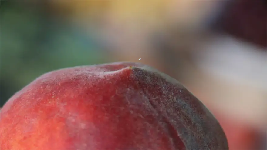 'Udumbara çiçeği' olduğu düşünülen organizmaya rastladı. 