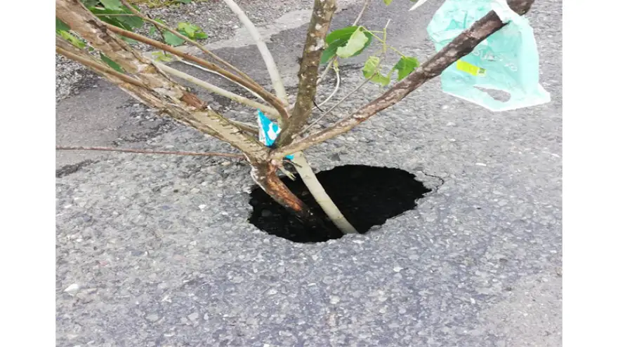 İncir ağacı kaldırıldı…