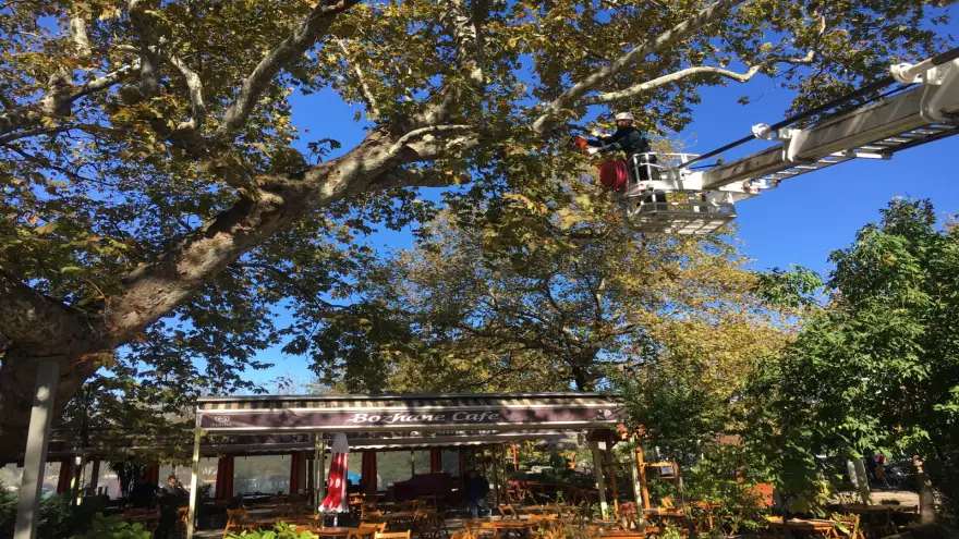Kdz. Ereğli'nin tarihi çınarları bakıma alındı