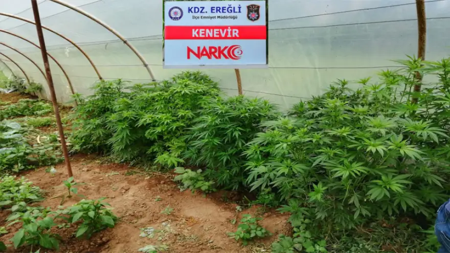 Ereğli'de uyuşturucu operasyonu