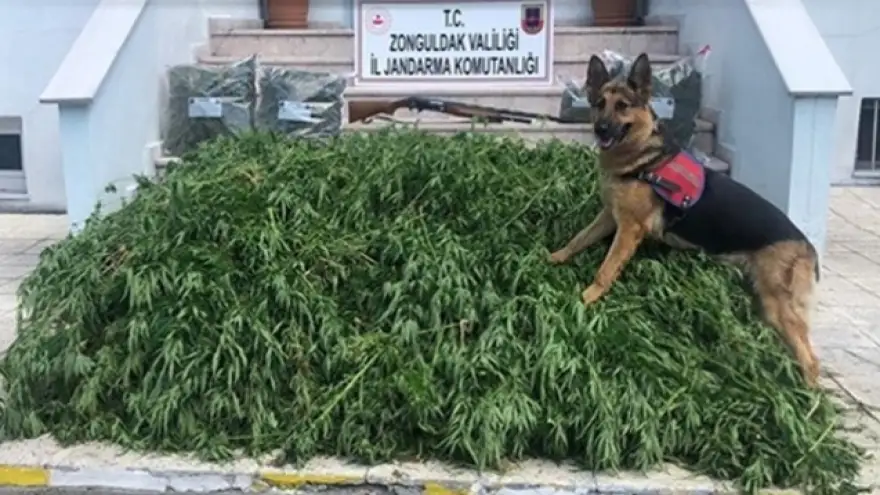 Jandarma, 2 bin 426 kök kenevir bitkisi ele geçirdi