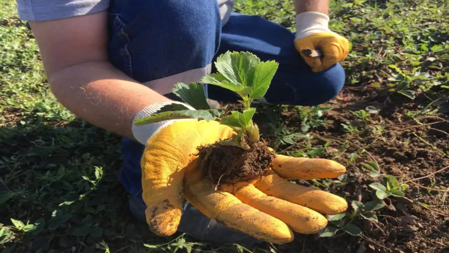 2 bin 500 Osmanlı Çileği fidesi için başvurular tamamlandı