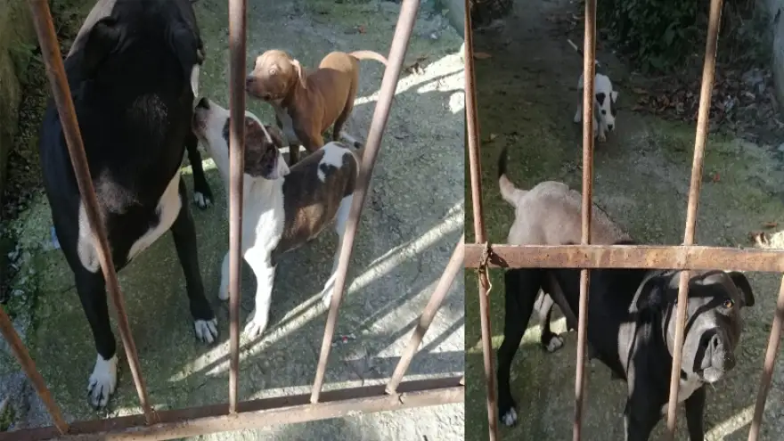 Yasaklı ırk köpek besleyen şahıs yakalandı