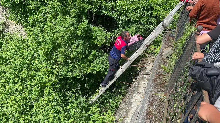 5 metre yükseklikten düşen 7 yavru köpek kurtarıldı.
