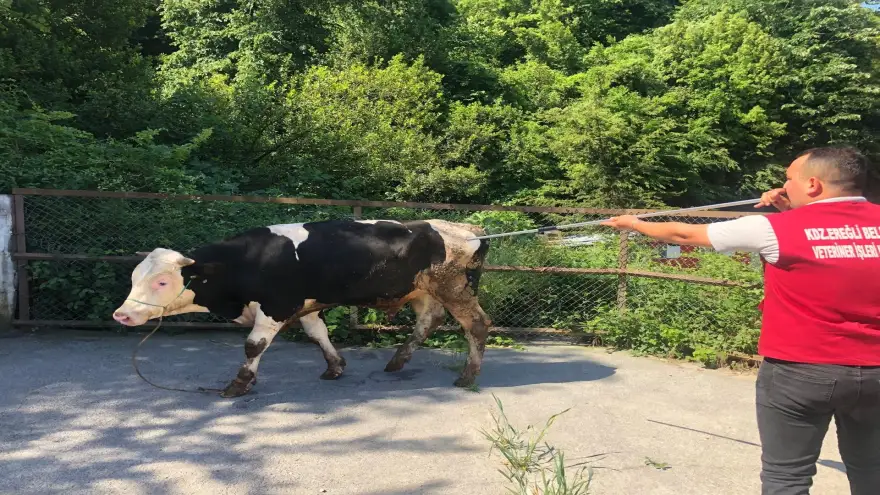 Belediye Kurban Pazarını Denetledi, Kurban Yakalama Timi Kurdu