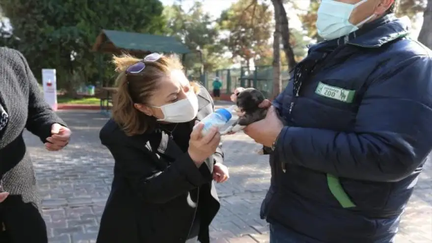 Sokak hayvanları için proje geliştiren belediyeler ödüllendirilecek
