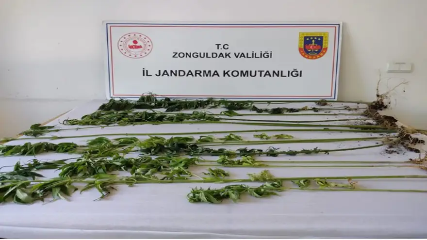 Jandarma, 16 Kök Kenevir Bitkisi ele geçirdi...