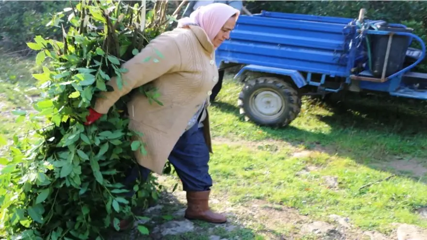Defne sürgünü üretiminde yeni bir rekor…
