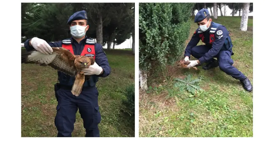 Yaralı Şahin, veteriner hekime götürüldü