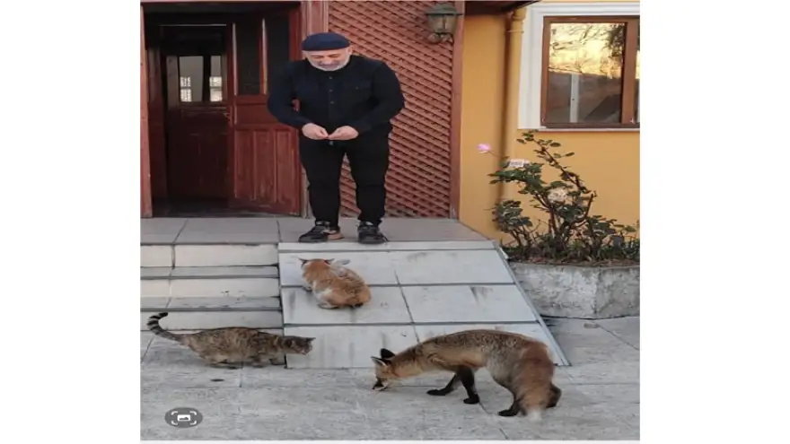 Ziyaretine Gelen Tilkiyi Elleriyle Besliyor...