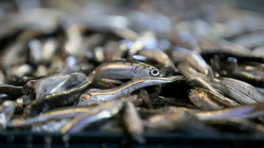 İri ve taze hamsi yeniden tezgahlarda