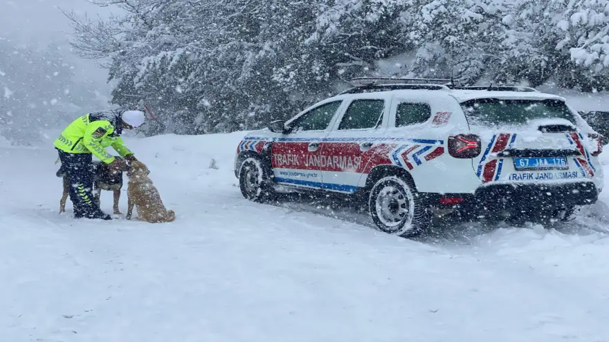 Jandarma ve Polis Sokak Hayvanlarını Unutmadı..