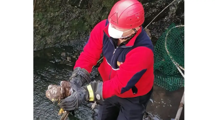 Atmaca, koruma altına alındı