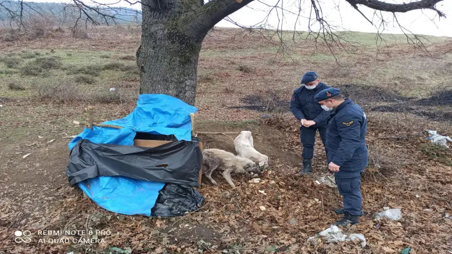 Jandarma donmak üzere olan iki köpeğin imdadına yetişti