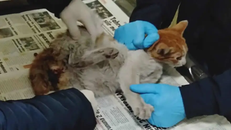 Yaralı halde bulundu!