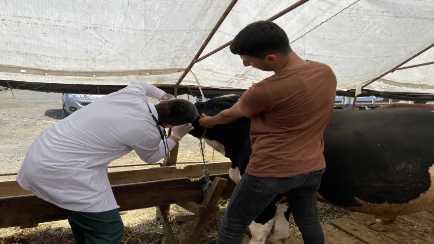 BELEDİYE KURBAN PAZARINI DENETLEDİ, KURBAN YAKALAMA TİMİ KURDU