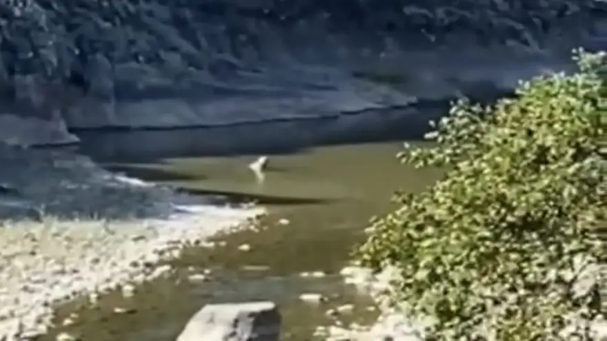 Sıcaktan bunalan ayı göle girerek serinlemeye çalıştı..