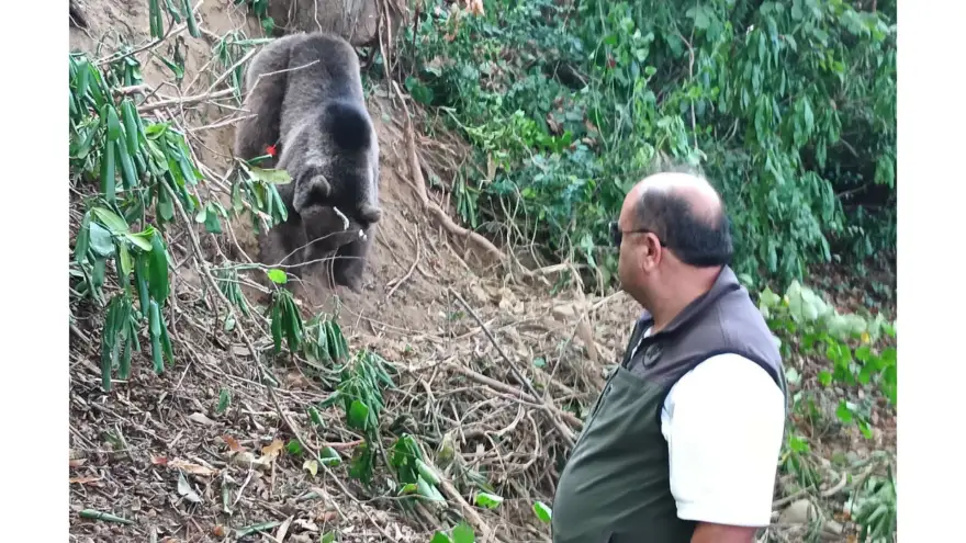 Tuzağa yakalanan ayı ekipler tarafından kurtarıldı