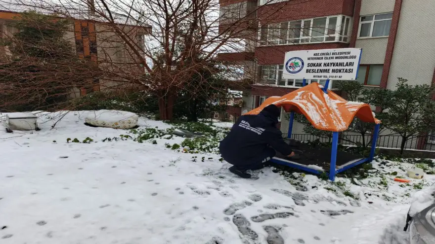 Kar ve Soğukta Sokak Hayvanlarına Belediyeden Mama Desteği