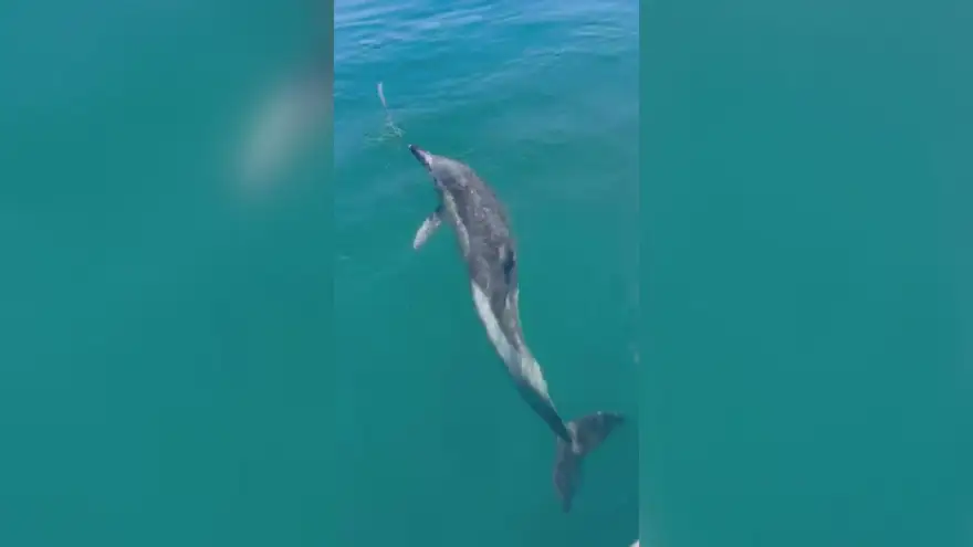 Amatör Balıkçılar Yunusu Oltayla Besledi