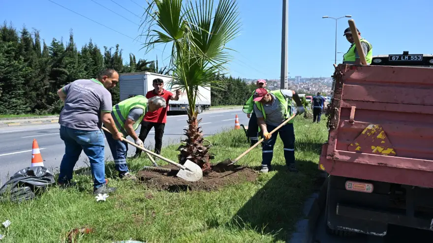 Kdz. Ereğli’de Kent Estetiğine Tropikal Dokunuş: 100 Palmiye Dikimi Başladı