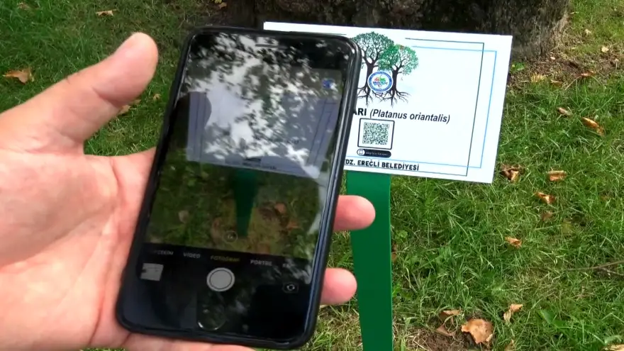 Sahildeki ağaçların artık kimlikleri var