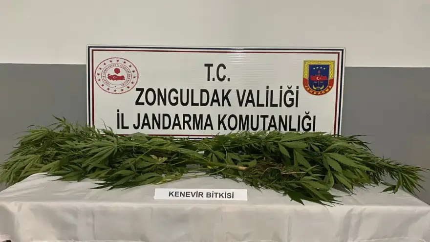 Jandarma kenevir yetiştiren 2 Kişiyi gözaltına aldı
