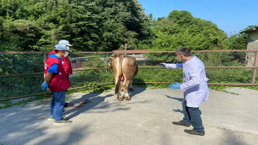 Belediyenin kurban yakalama timi göreve hazır