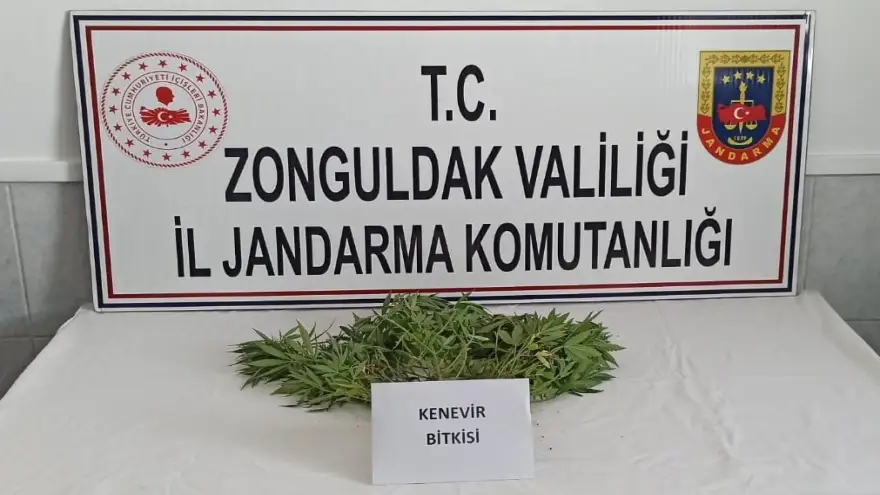 Kenevir bitkisi yetiştiren 1 Kişi göz altına alındı