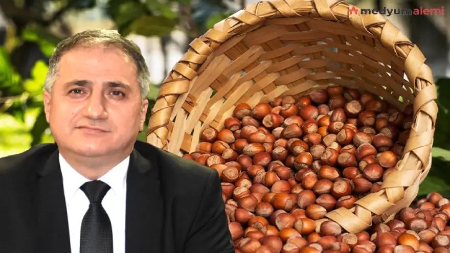 TMO fındık alımlarına başlayacağını açıkladı