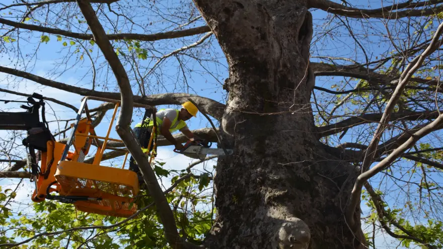 Kdz. Ereğli’deki anıt ağaçlar bakıma alındı