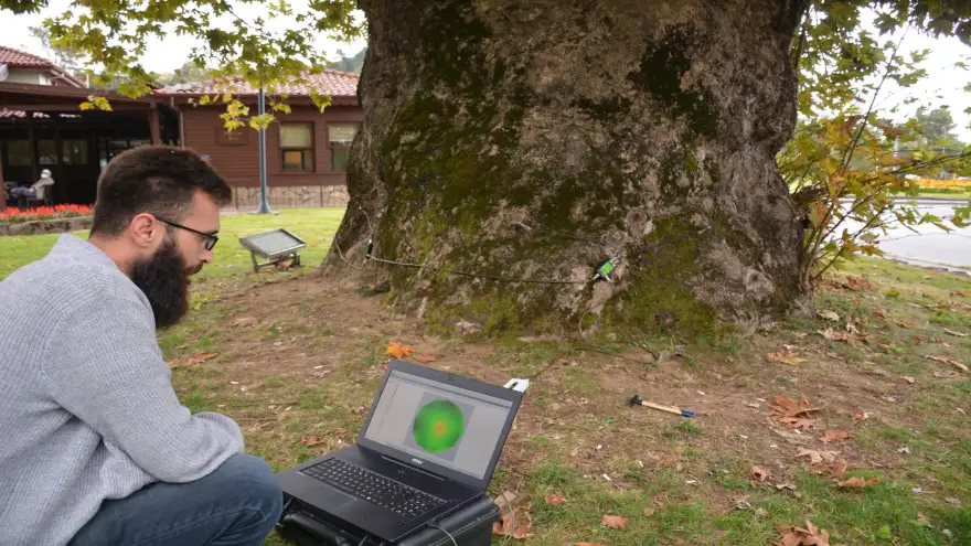 Kdz. Ereğli’de ağaçların röntgenleri çekiliyor