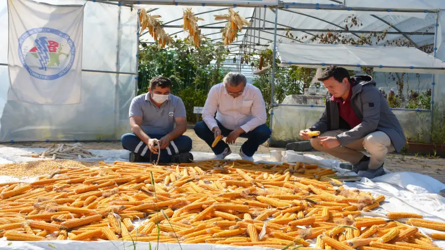 Ata tohumu üretim çalışmaları 2’nci yılında