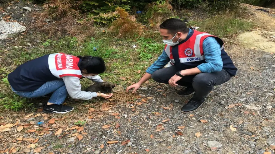 Yaralı yavru köpek emin ellerde...