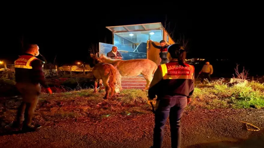 Ereğli Güneşli köyünde ki iki katır tedaviye alındı