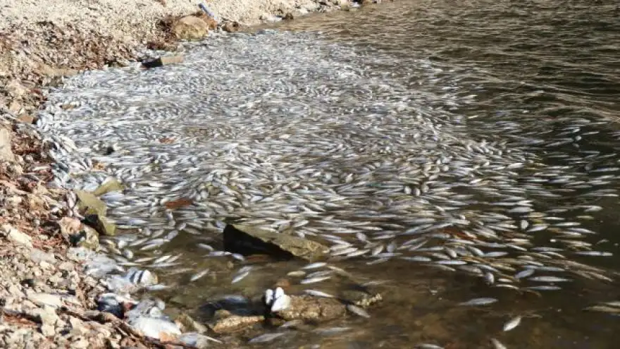 Bolu'da yüzlerce ölü balık kıyıya vurdu