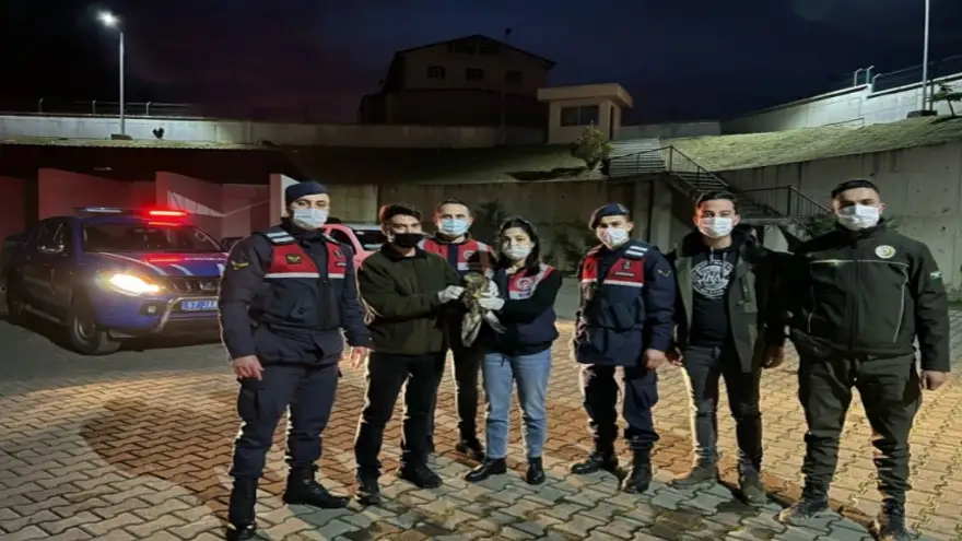 Kanadı kırılmış şahin tedaviye alındı