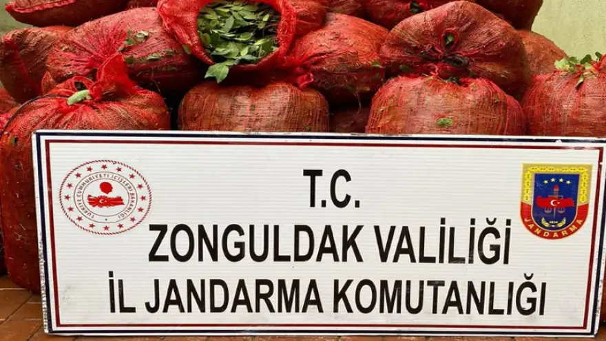Jandarma, kaçak defne yaprağı ele geçirdi...