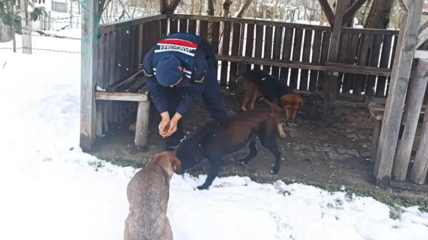 Jandarma sokak hayvanlarını besledi...