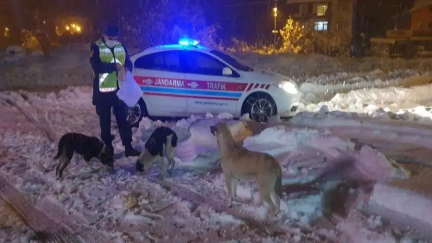 Jandarma,yiyecek bulamayan sokak hayvanlarını besledi