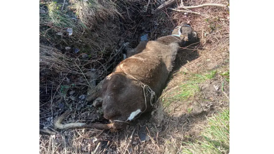 Çamura saplanan inek kurtarılmayı bekliyor